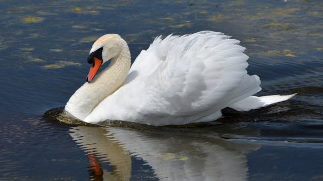 Kris Dumon Fotoclub ObjektiV