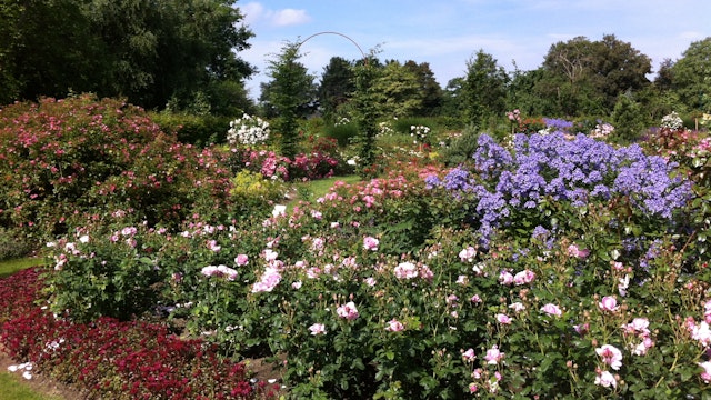 ADR Rosarium Geistinger Landhoff
