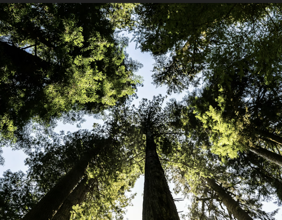 Ce qui pousse en nous