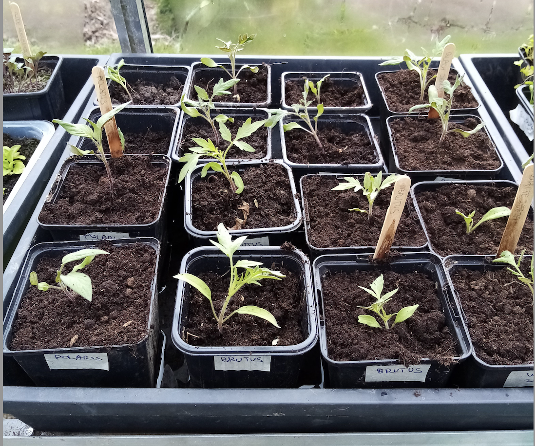 voorgezaaide tomaten