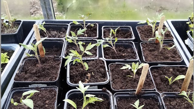 voorgezaaide tomaten