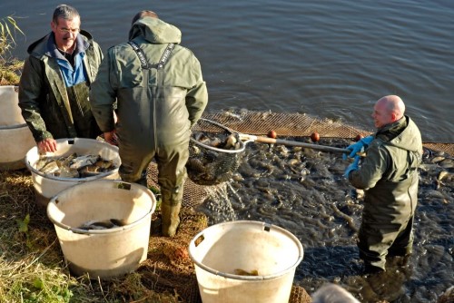 Viskwekerij Vandeput