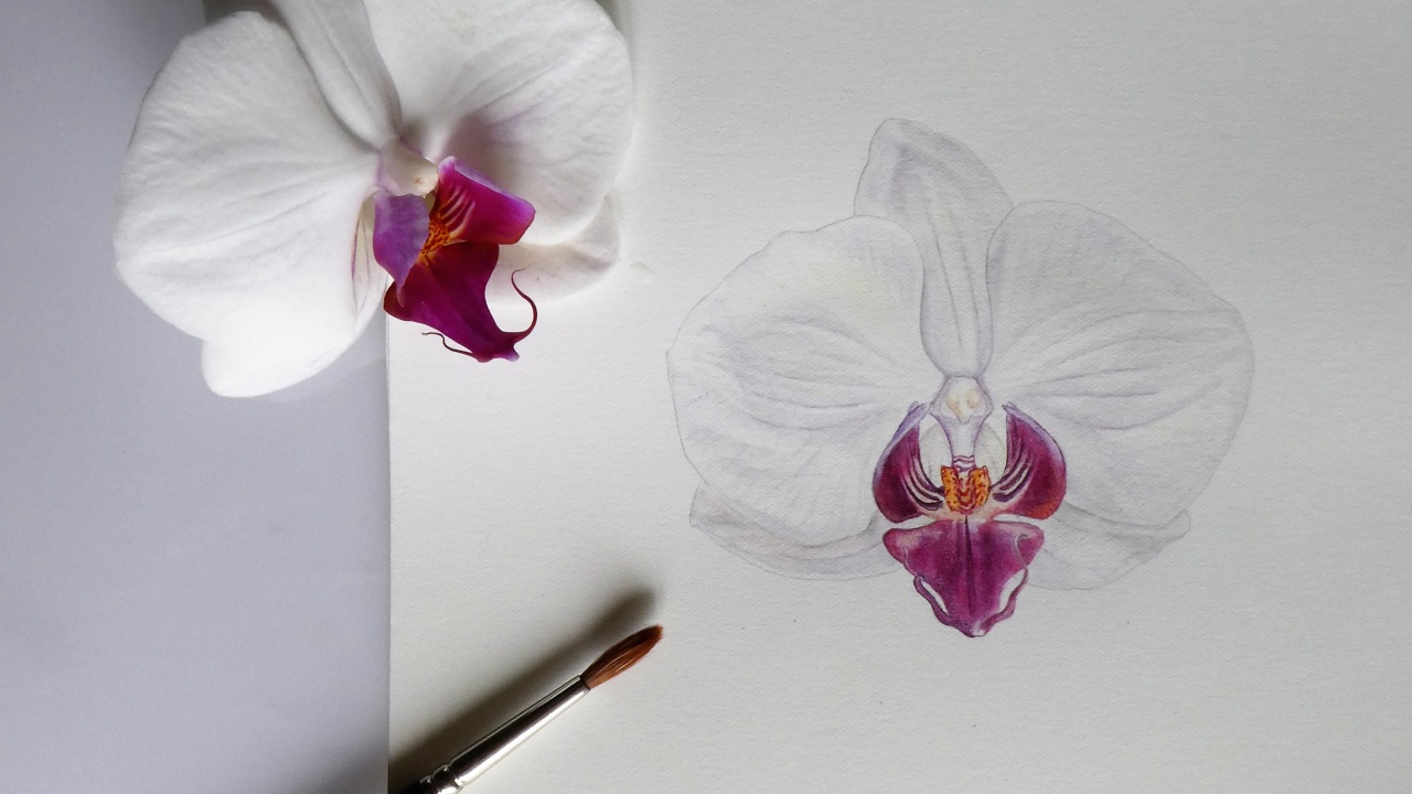 Aquarel_Orchideebloem.jpg