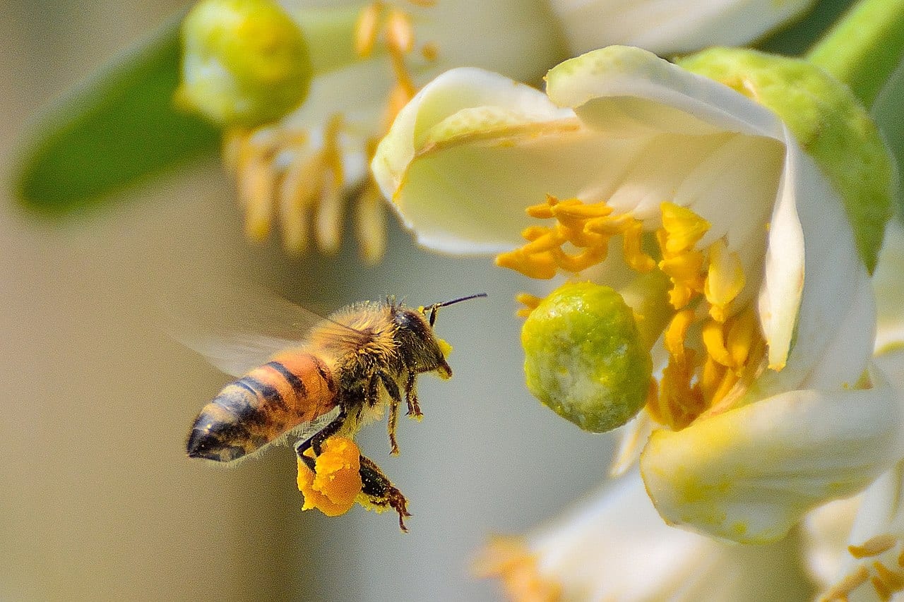 bijen zijn belangrijk voor ons voortbestaan