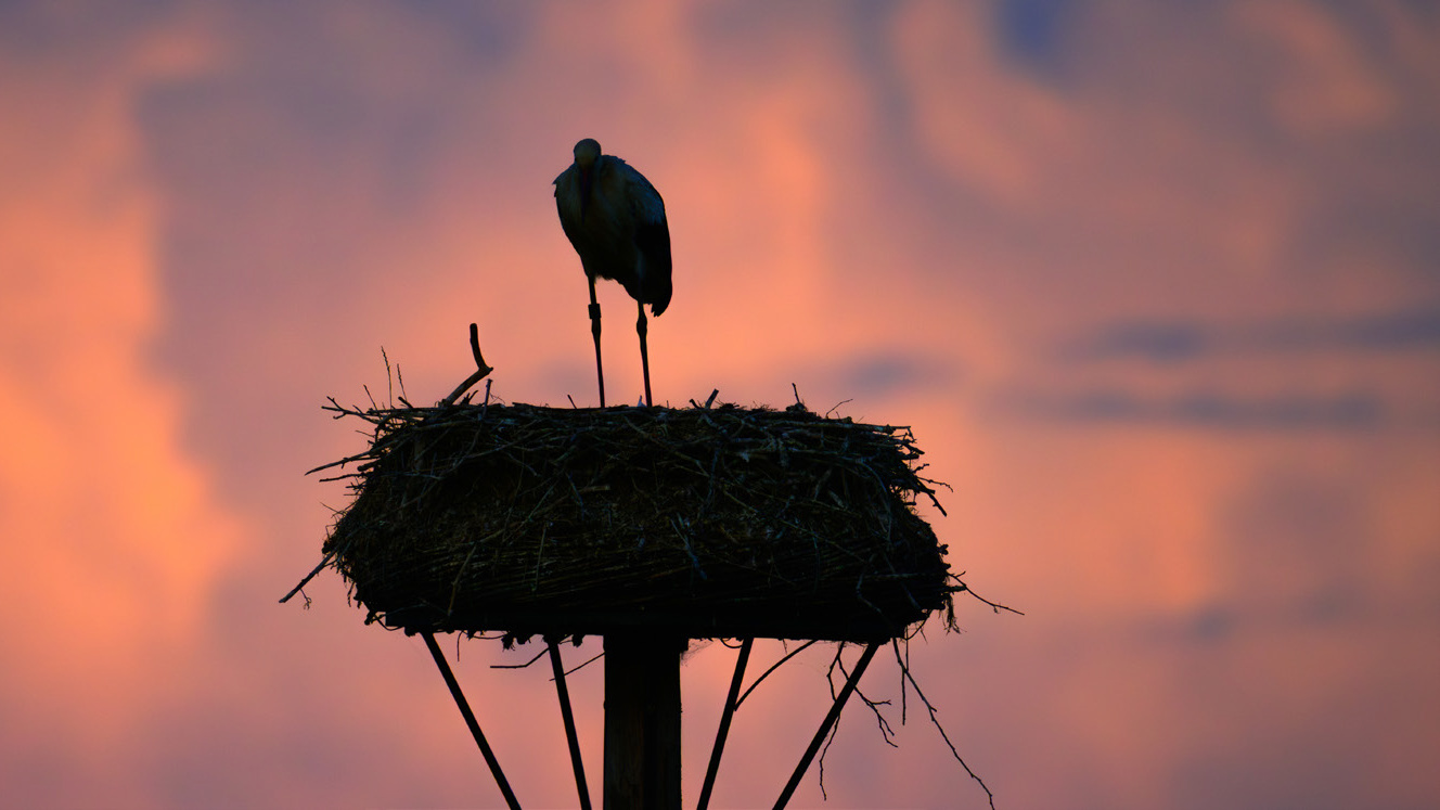 Ooievaar op nest bij zonsondergang