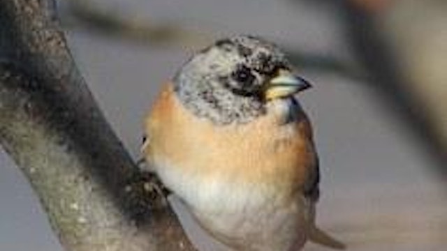 Op zoek naar winterse vogels