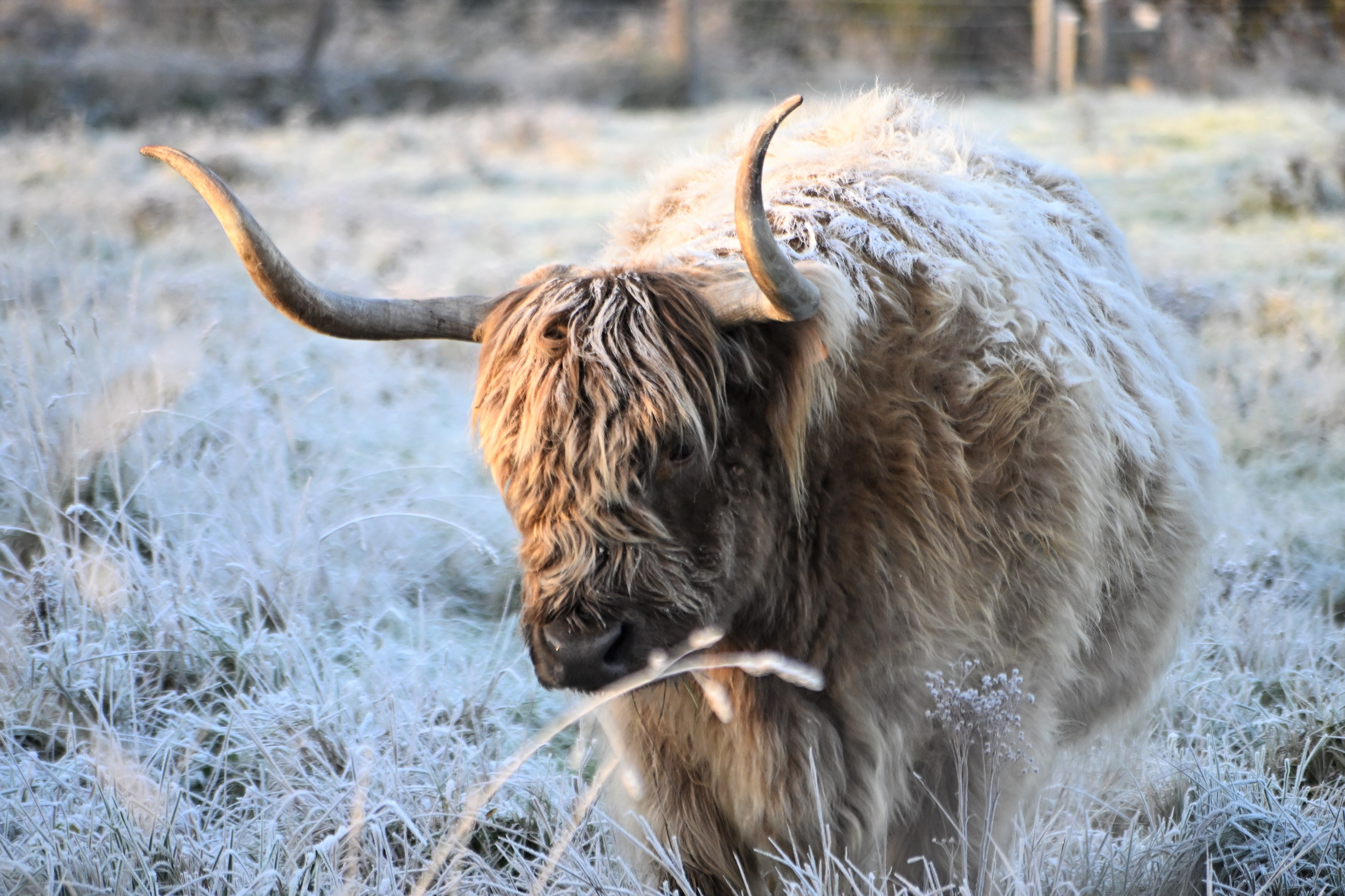 GEMEENTEBESTUUR KNOKKE-HEIST