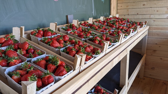 Aardbeien in onze veldwinkel
