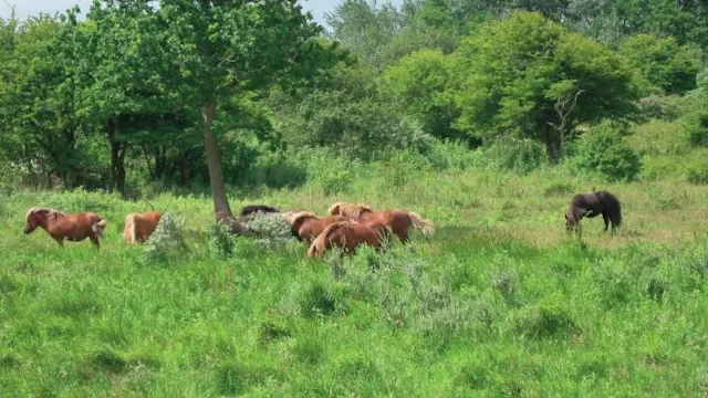 Paarden.jpg