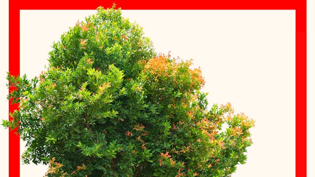 Afbeelding voor evenement For Rosa