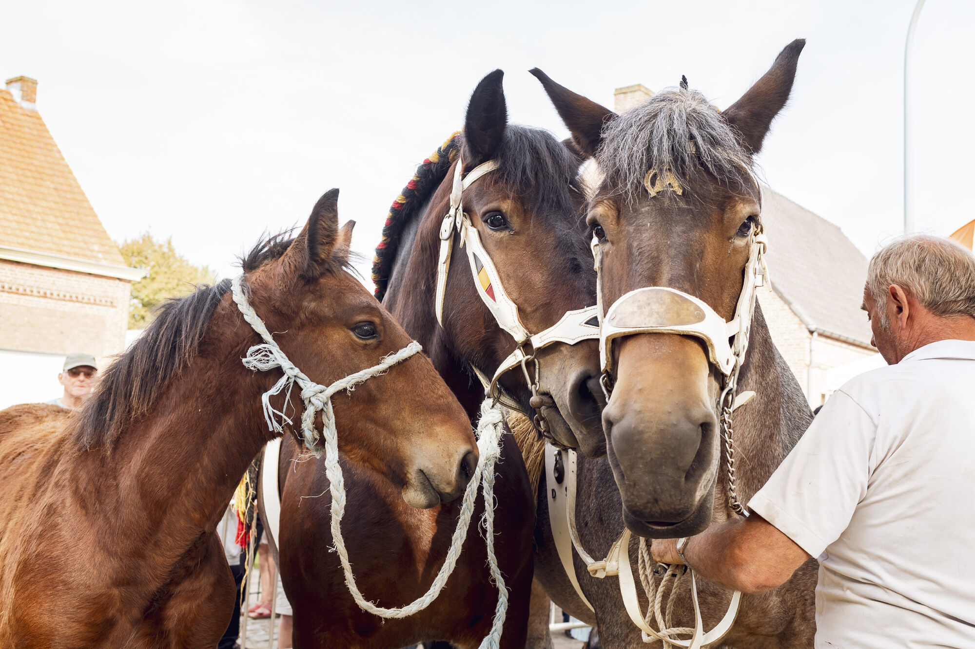 Paardenjaarmarkt Doorslaar