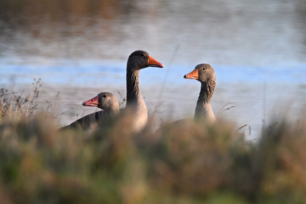 GEMEENTEBESTUUR KNOKKE-HEIST