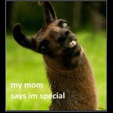 alpacacursus fokken=gokken