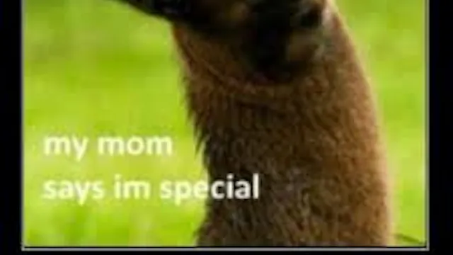 alpacacursus fokken=gokken