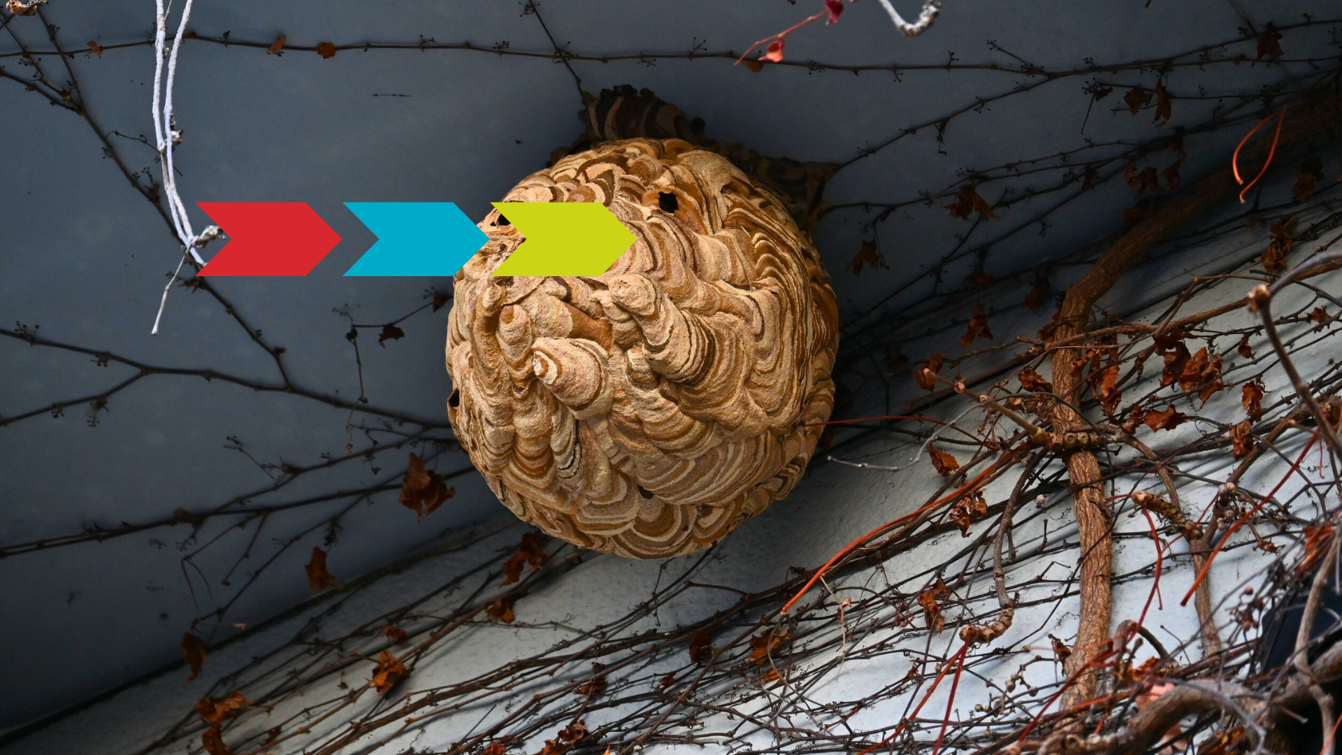 Nest van de Aziatische hoornaar