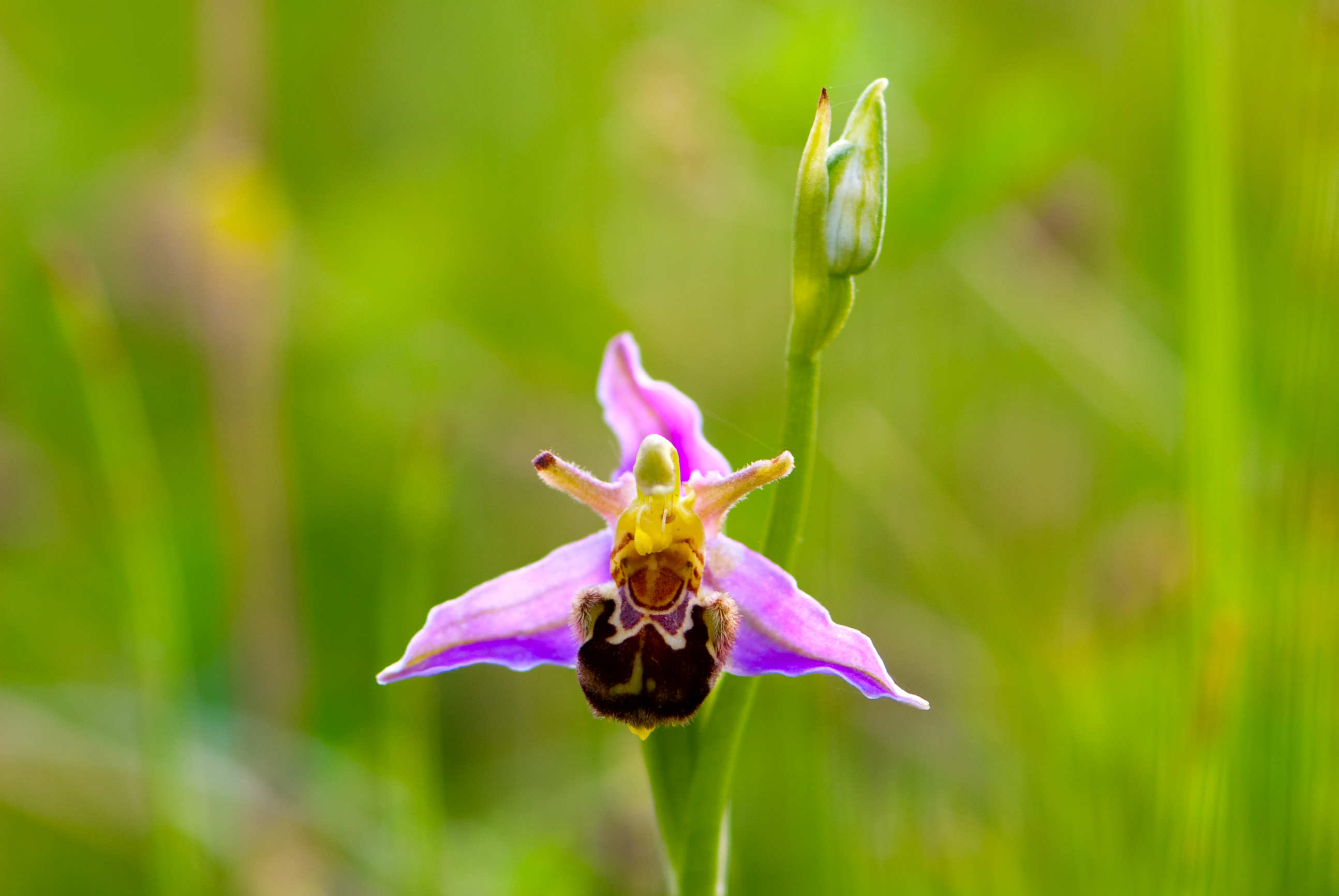 Orchideeënwandeling
