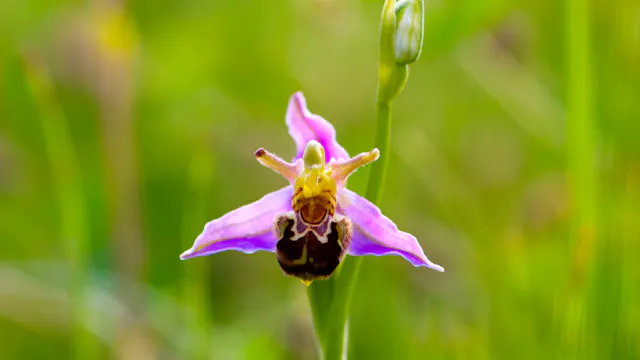 Orchideeënwandeling