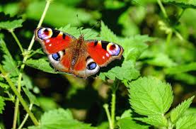 Een vlinderrijke tuin
