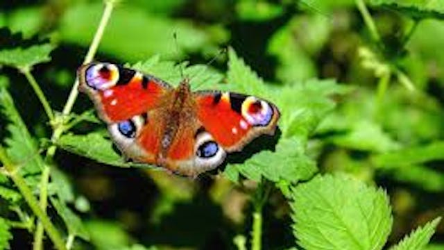 Een vlinderrijke tuin