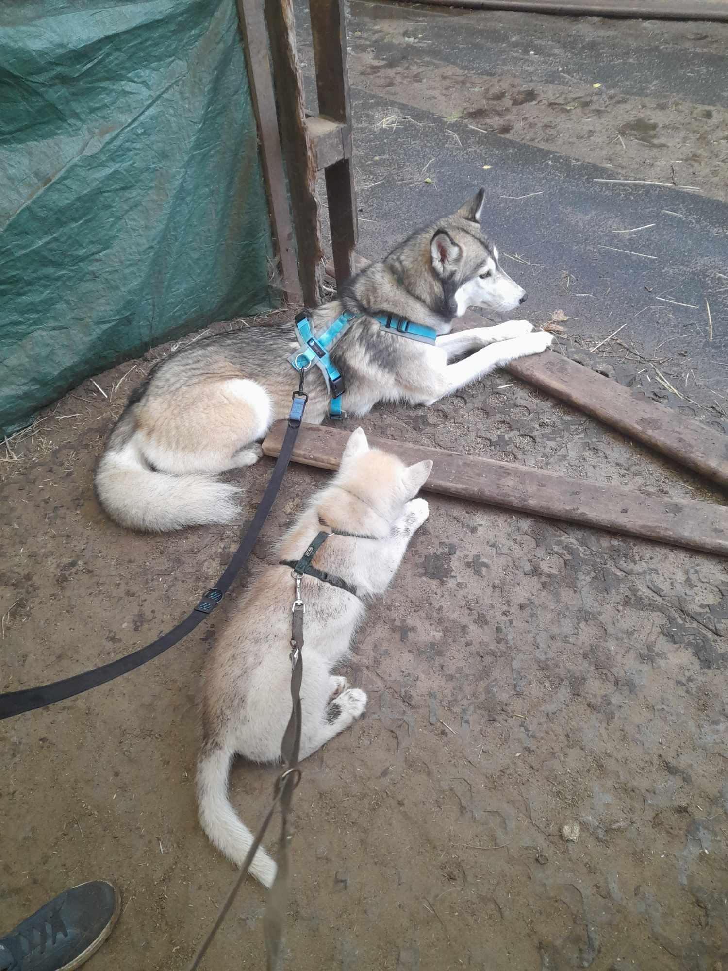 met de husky's