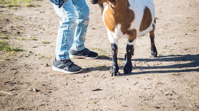 kinderboerderij Rivierenhof
