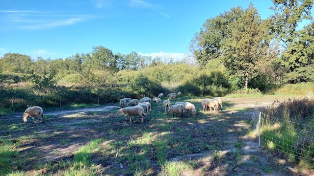 Schapenbegrazing in de Tikkebroeken