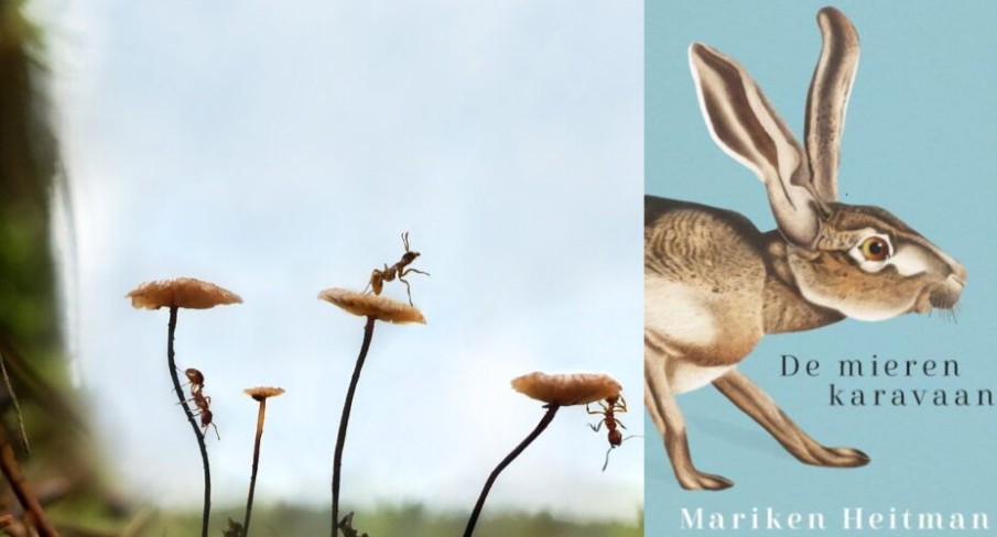 De Mierenkaravaan.jpg