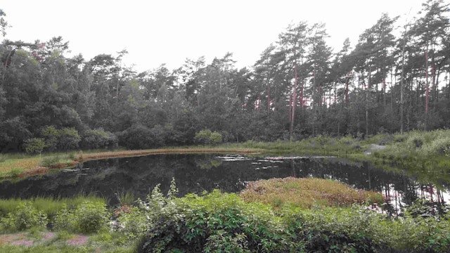 Den Grote Tus, Gerheserheide