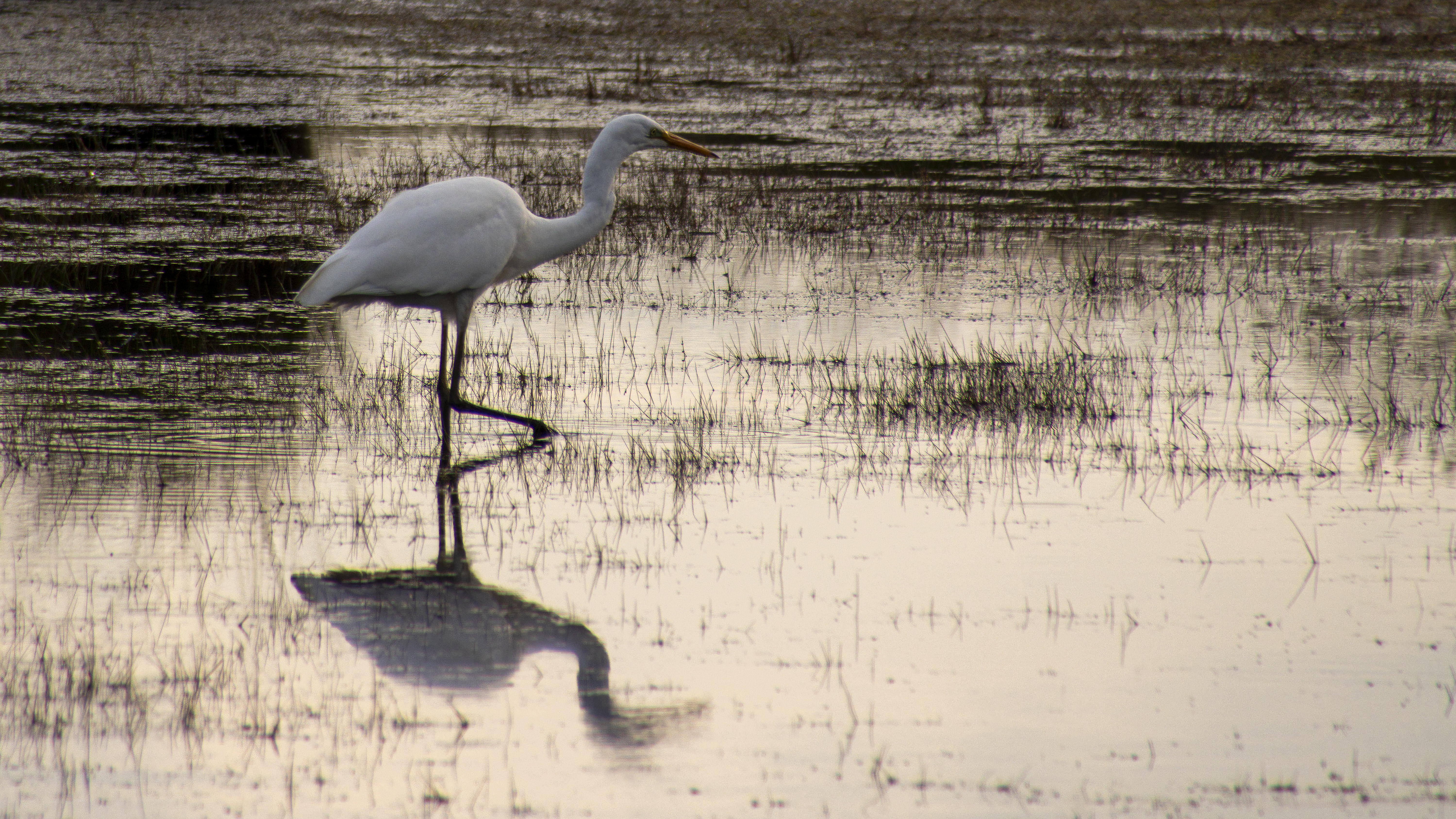 Grote zilverreiger