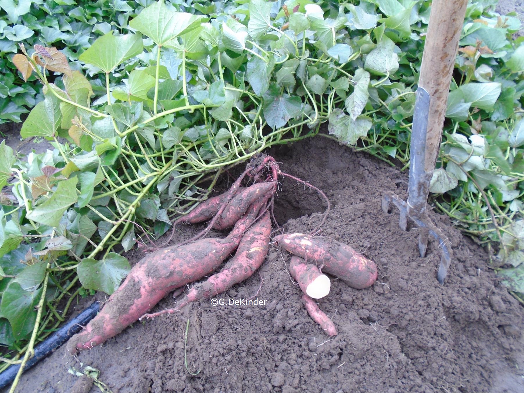 Oogsten van bataat. (rond 10 oktober)