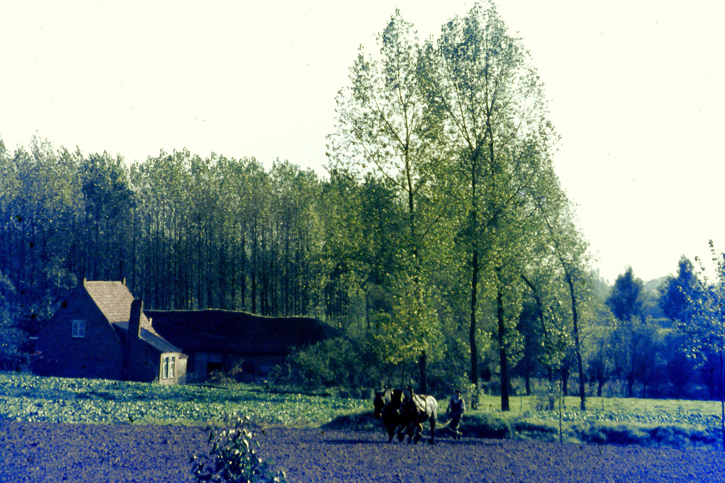 land en hoeve op de rand van het Grootbroek in Elversele
