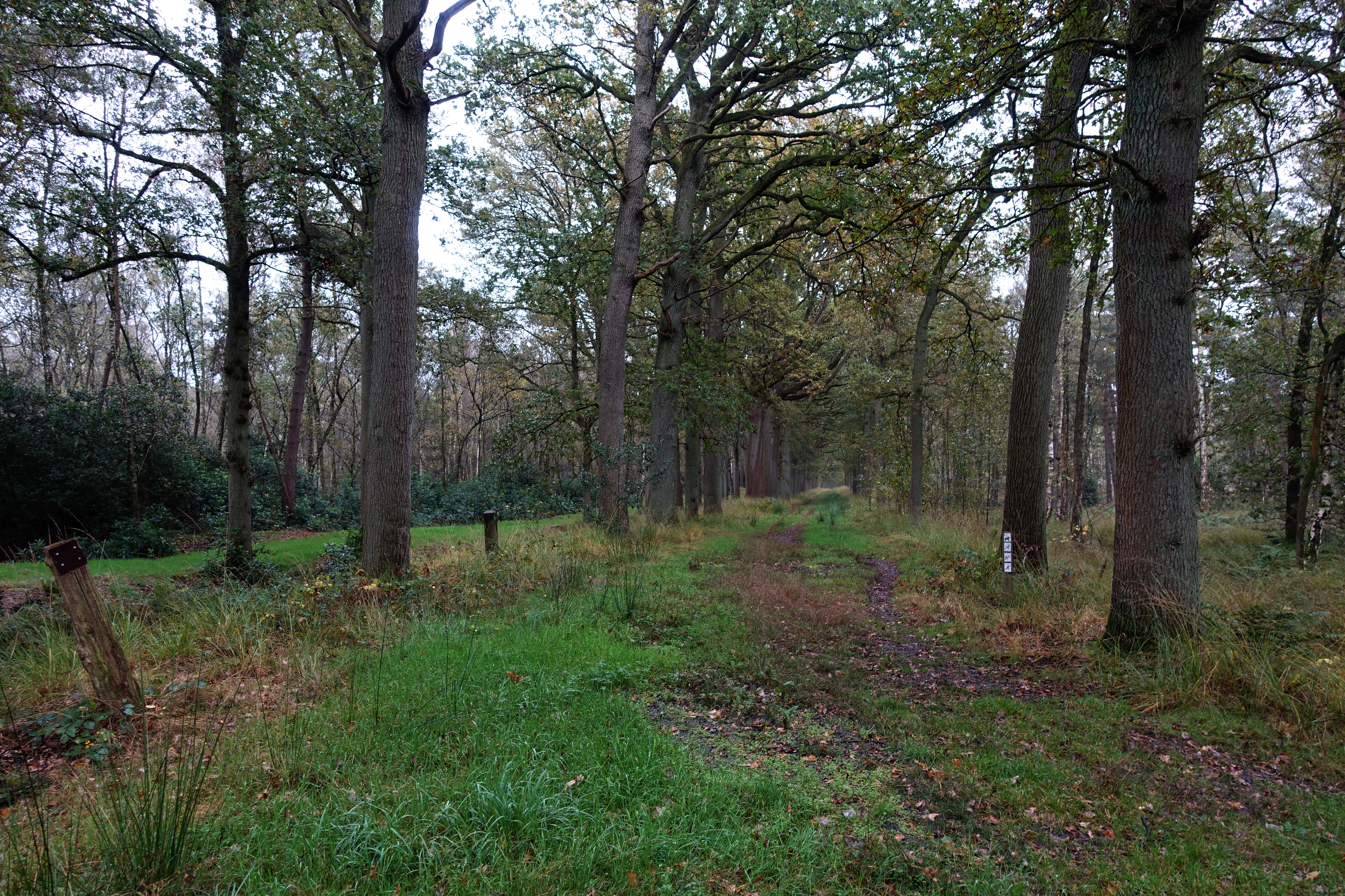Eikenpad in gebied Boterbergen.