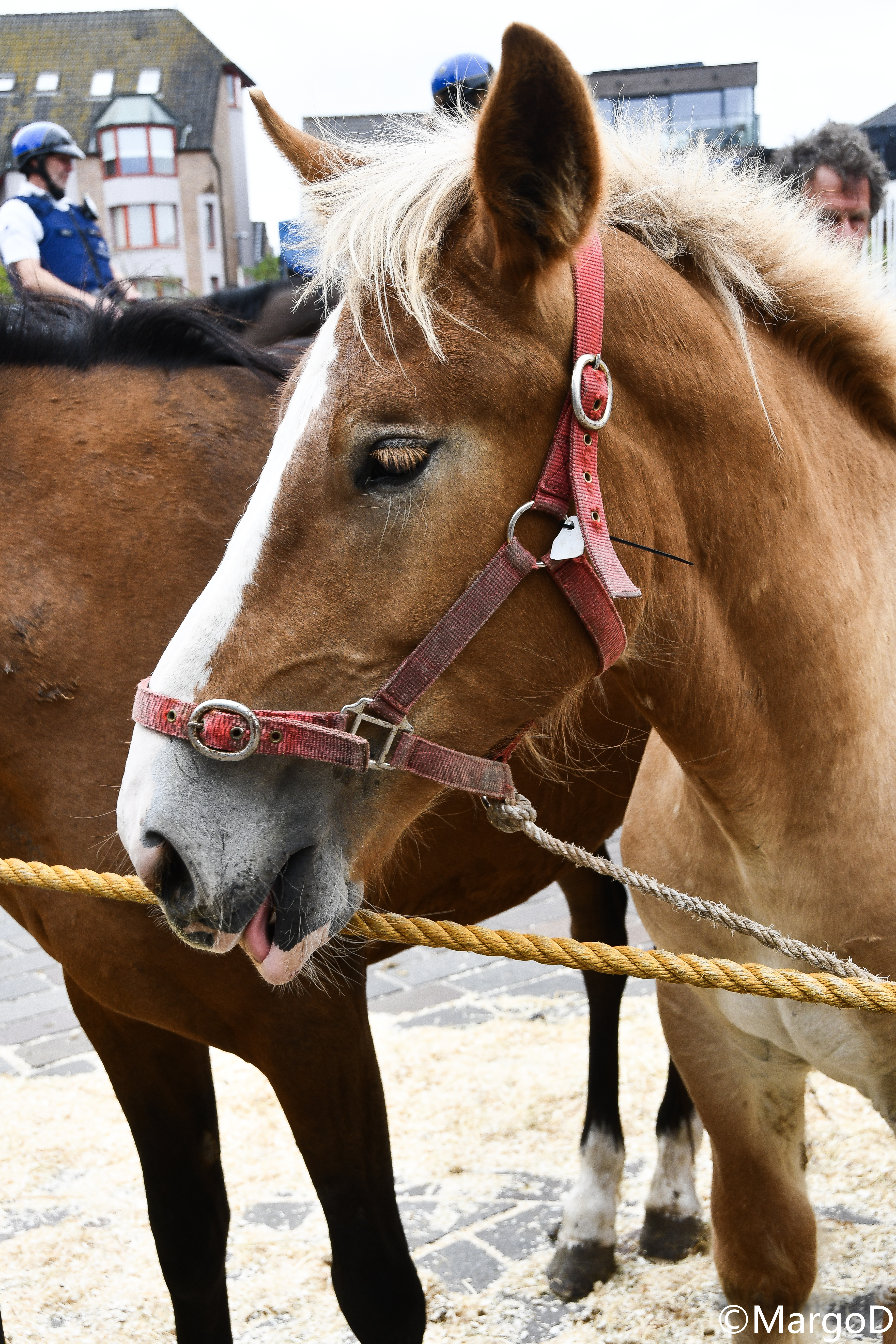 Paardenmarkt Torhout