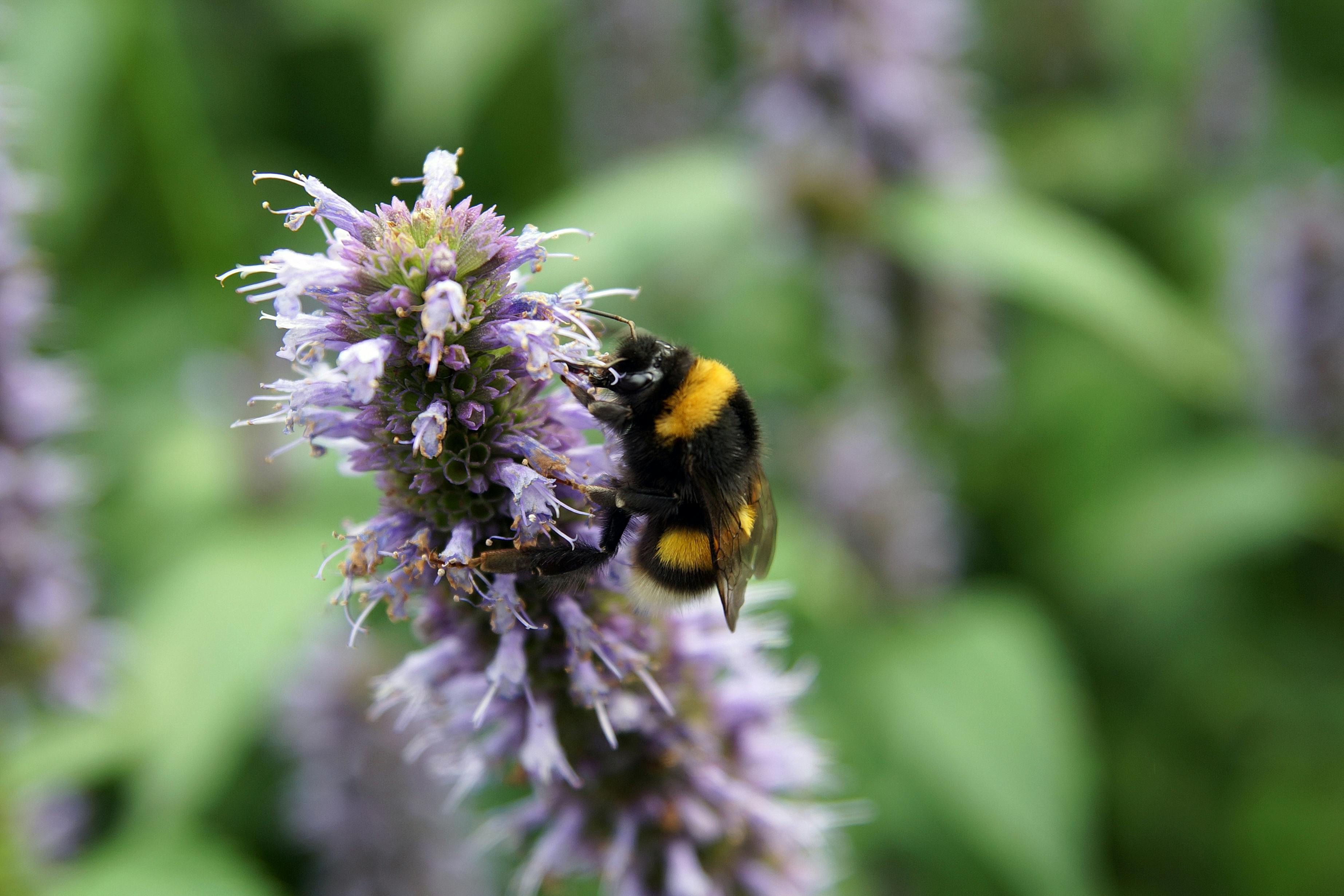 Hommel