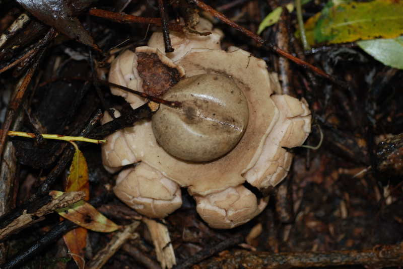 De paddenstoelen in het Scheutbos