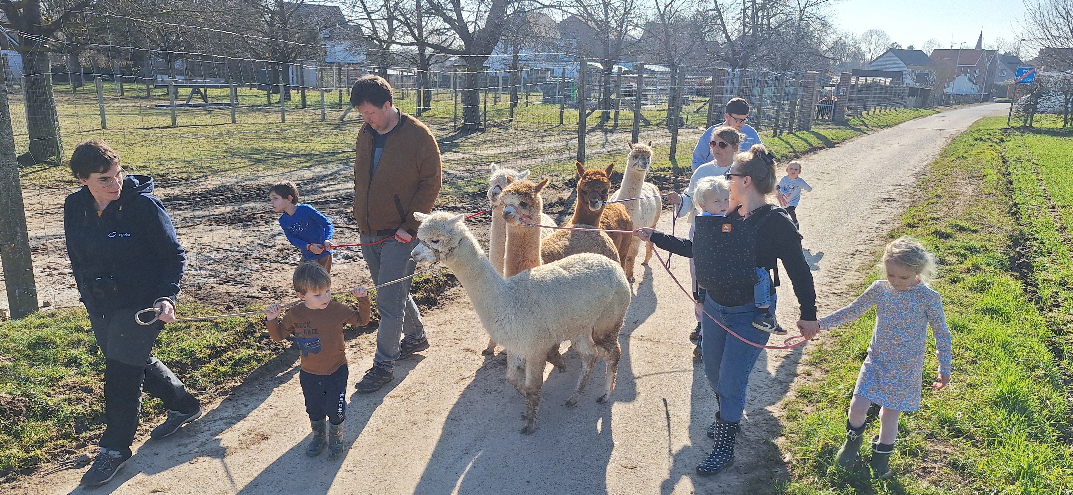 alpaca wandeling