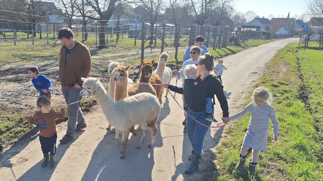 alpaca wandeling