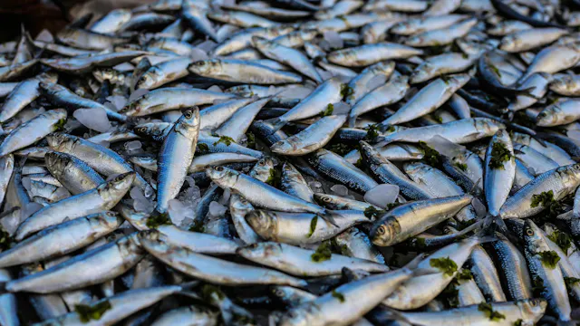 Perspectief voor een duurzame visserij