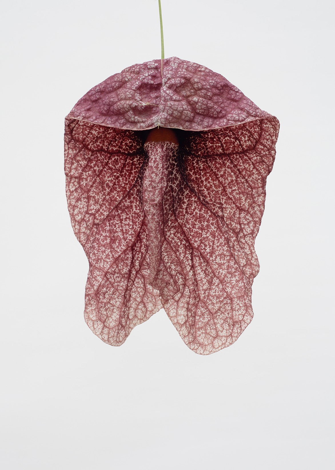Anne Greuzat - 'Herbarium'