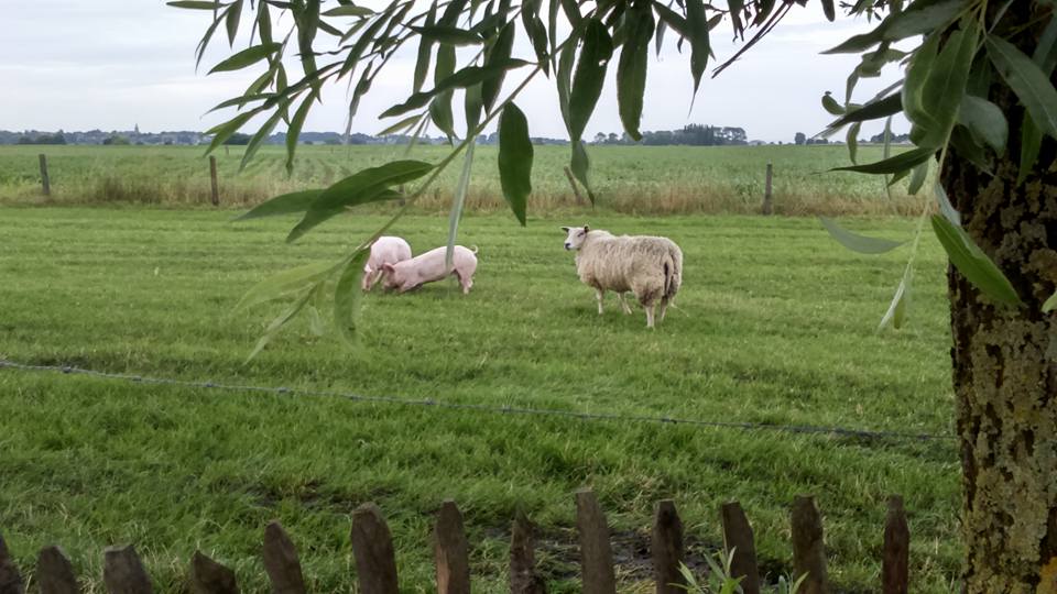 biggen-schaap
