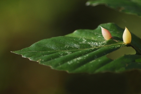 Lezing - gallen klein.jpg