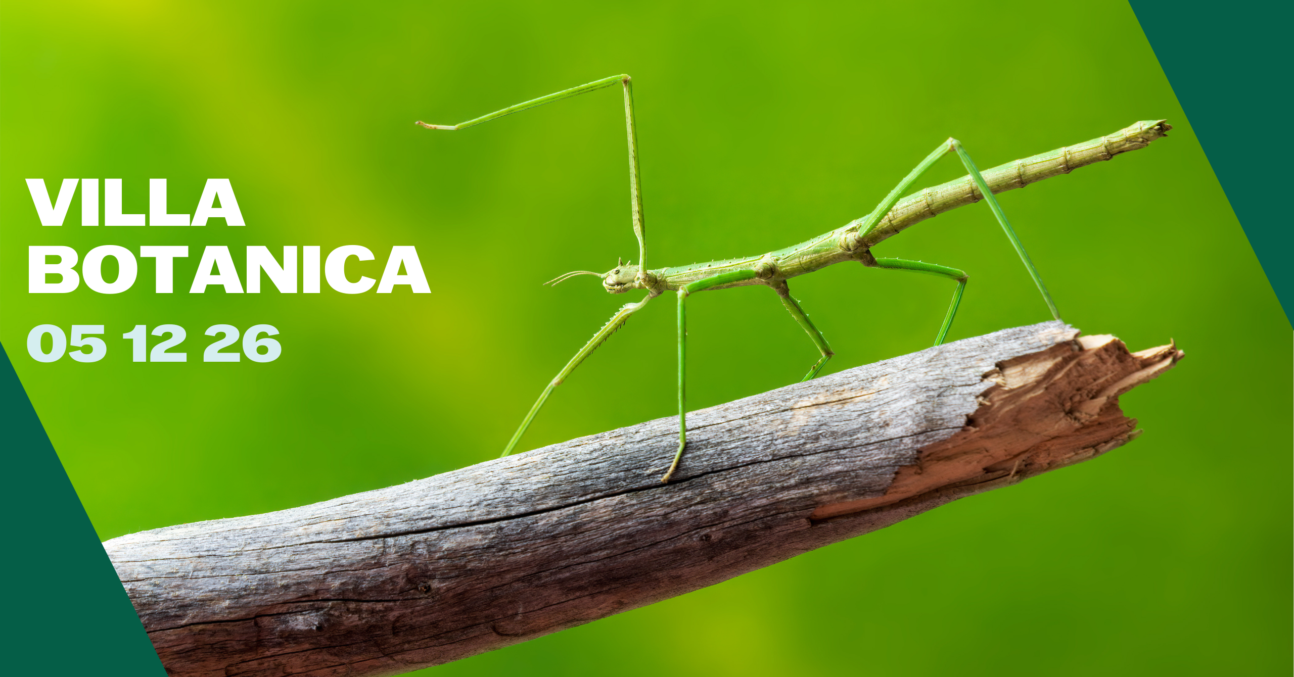 ontmoet de wandelende tak