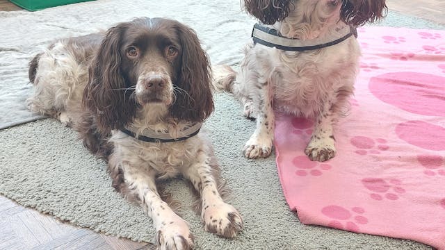 Onyx en Matou onze voorleeshonden