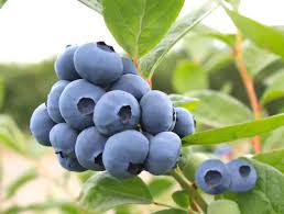 Image for gzbd activity