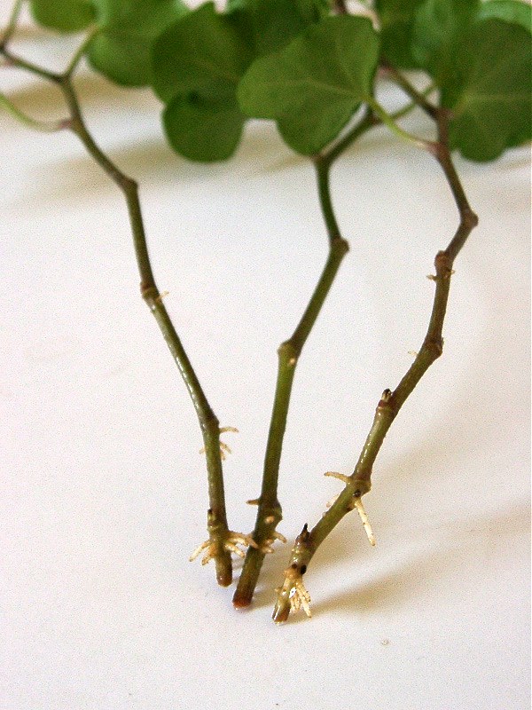 Hoe vermeerder je zelf je planten?