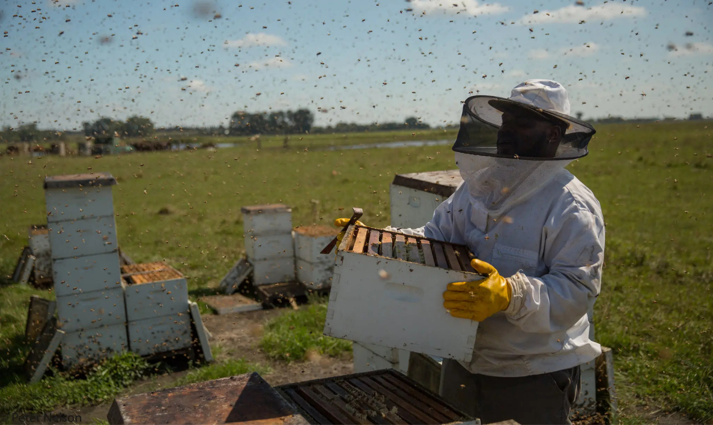 Docu: The Pollinators (EN)