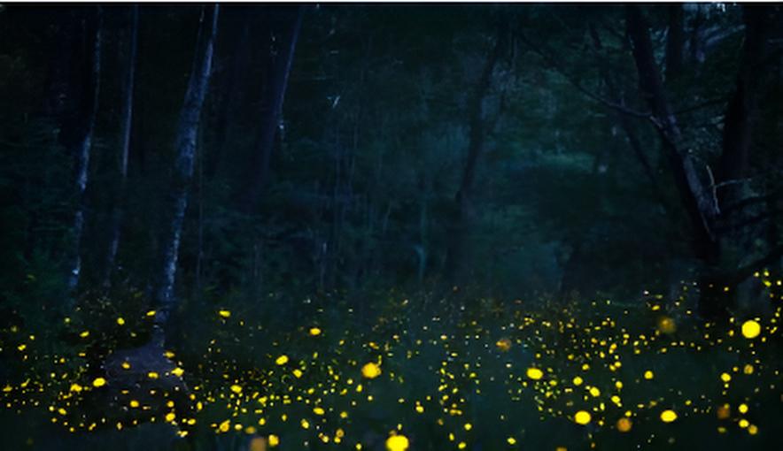 A la découverte des lucioles dans la Forêt de Soignes