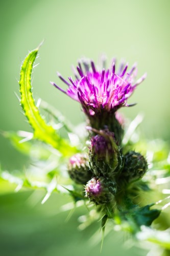 Verbazingwekkende planten