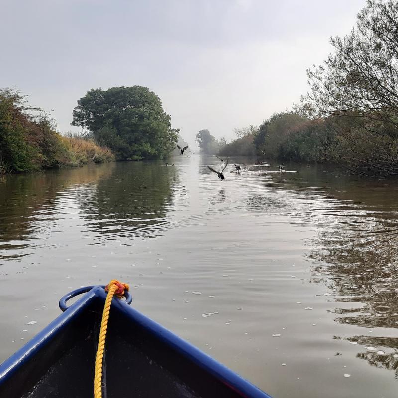 fluistervaren op Kanaal Ieper-IJzer