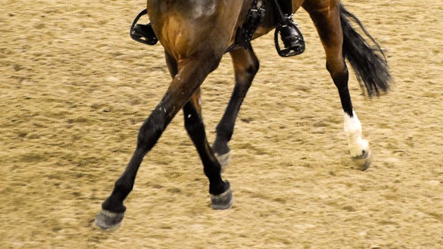 paarden